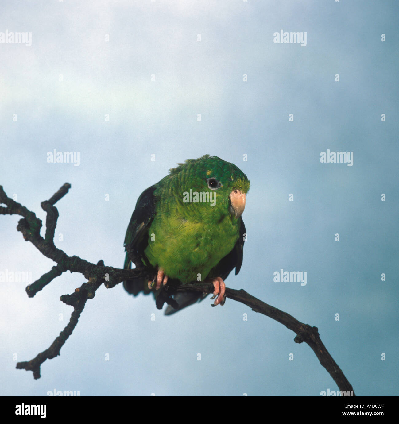 Barred Parakeet Bolborhynchus lineola Stock Photo