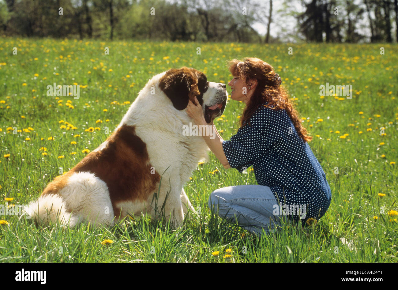young women and Saint Bernard dog - on meadow Stock Photo