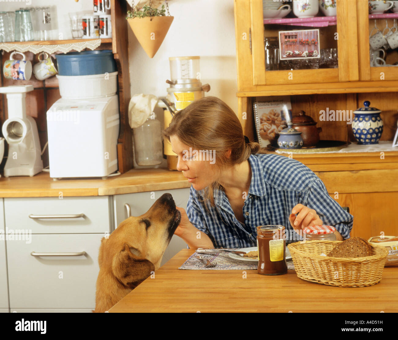 bad habit dog begging at table Stock Photo Alamy