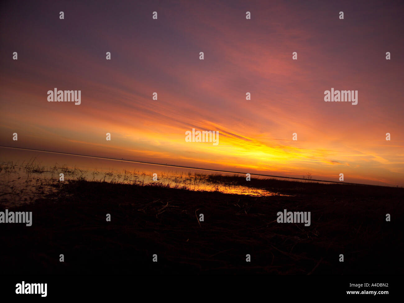 Marsh at sunset. Stock Photo