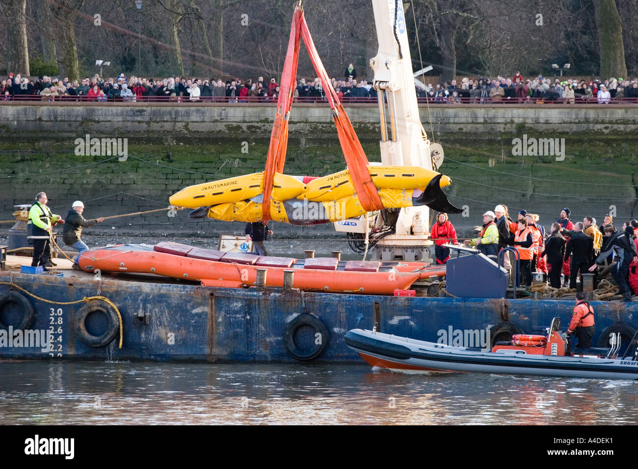 Stranded Thames Whale Hoisted onto Rescue Barge - London Stock Photo