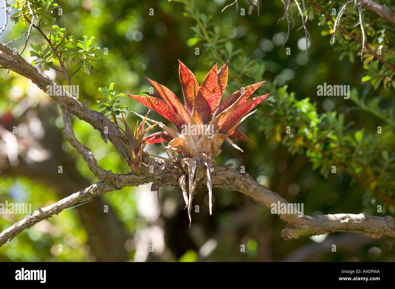 Bromeliad growing on branch in rainforest at Volcán Poás, Valle Central & Highlands, Costa Rica Stock Photo