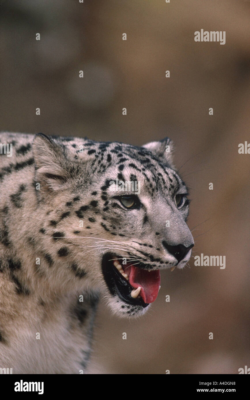 Snow leopard or ounce head, Panthera uncia. Stock Photo