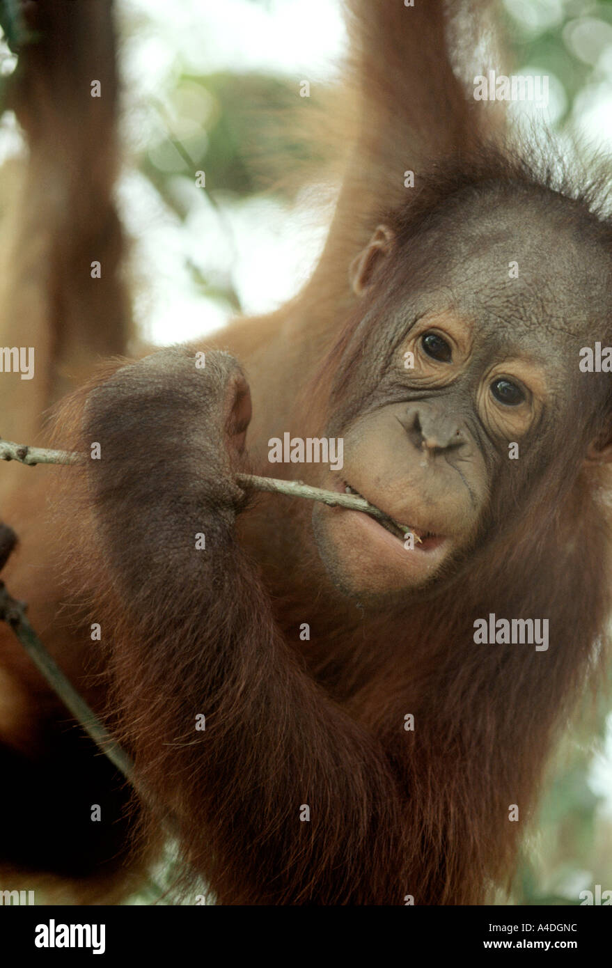 Portrait of young orang-utan, Pongo pygmaeus, Tanjung Puting National Park, Indonesia Stock Photo