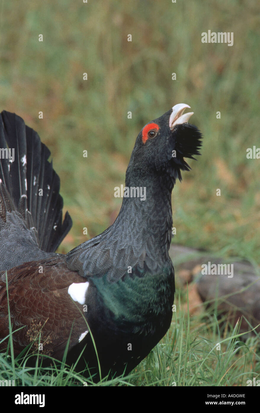 Male capercaillie, Tetrao urogallus, displaying in coniferous forest. Stock Photo