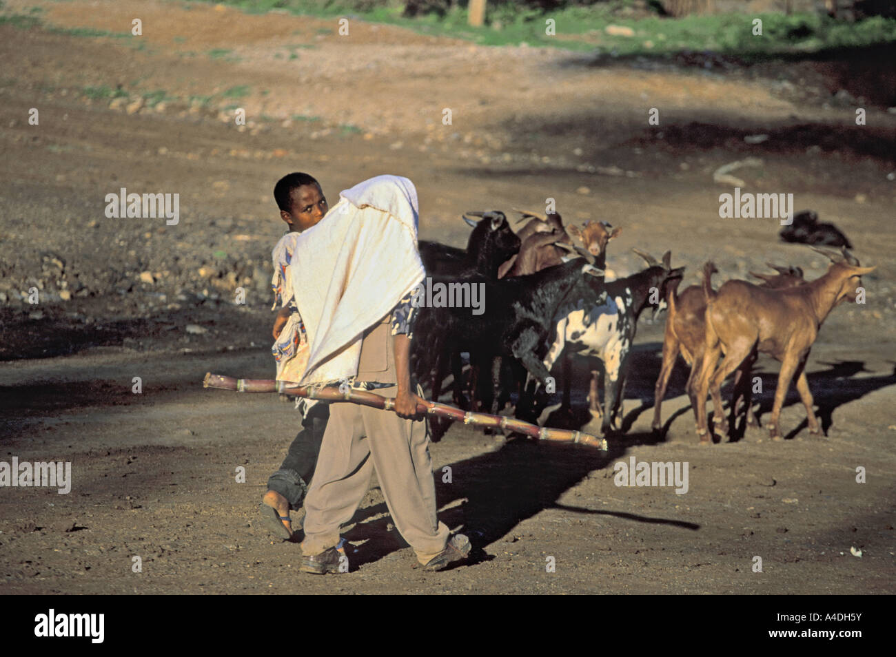 Children herding goats Lalibela Ethiopia Stock Photo