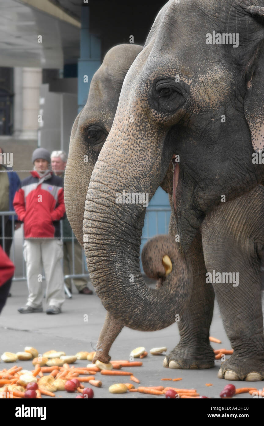 Lady elephants who do lunch have a meal of lettuce bread carrots apples