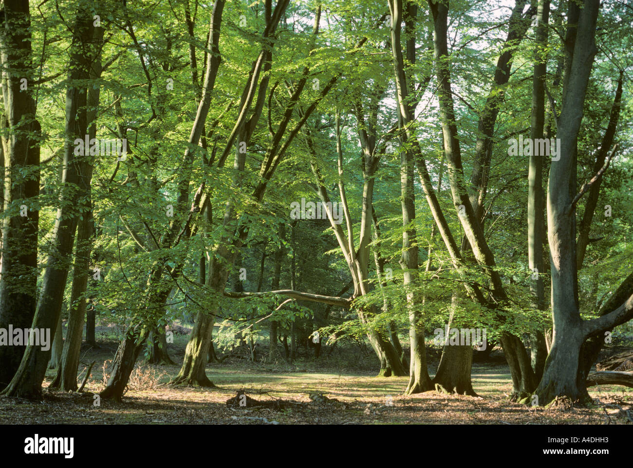 Early morning light on beech trees, Fagus sylvatica, in New Forest, Hampshire. Stock Photo