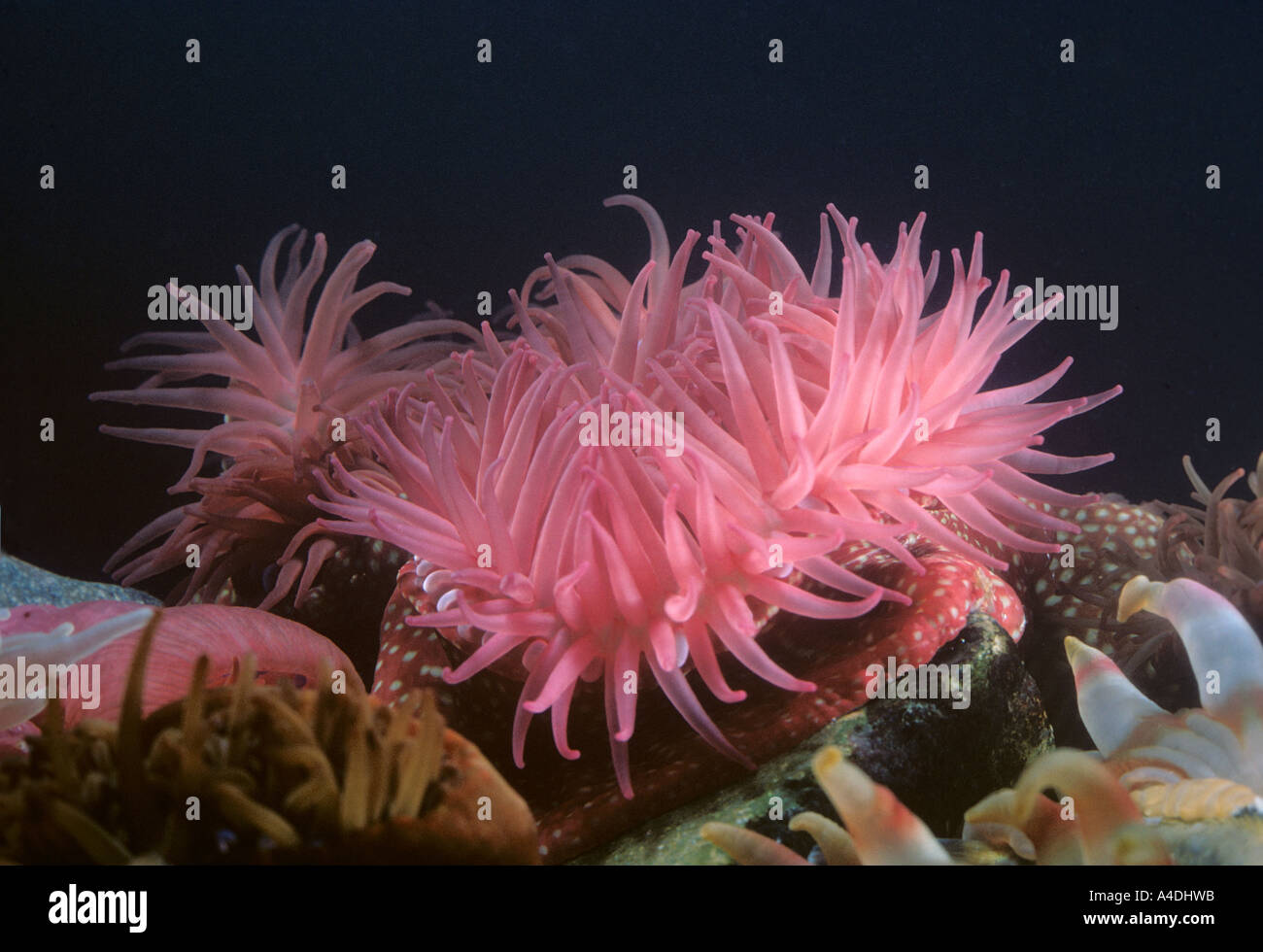 Expanded strawberry sea anemone, Actinia fragacea. Stock Photo