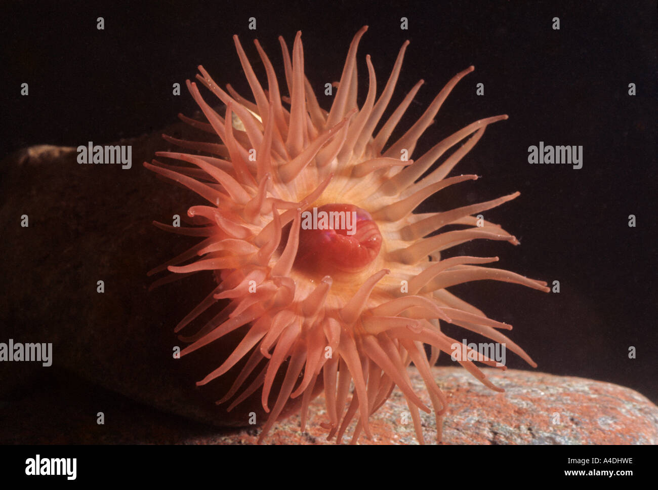 Beadlet anemone, Actinia equina, open underwater showing tentacles encircling the central mouth