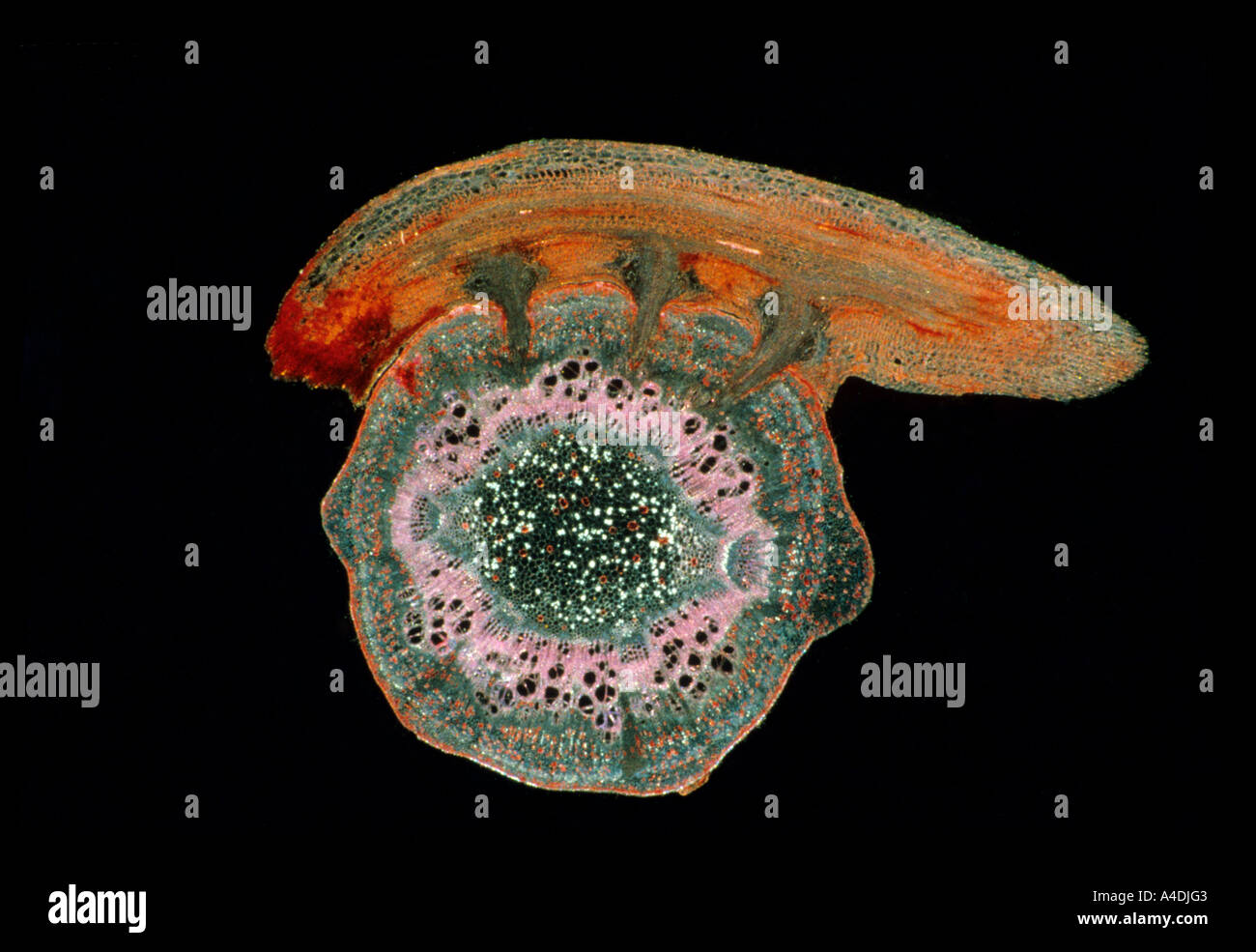Photomicrograph of sectioned dodder, Cuscuta, showing haustoria that penetrate the host's tissue. Stock Photo