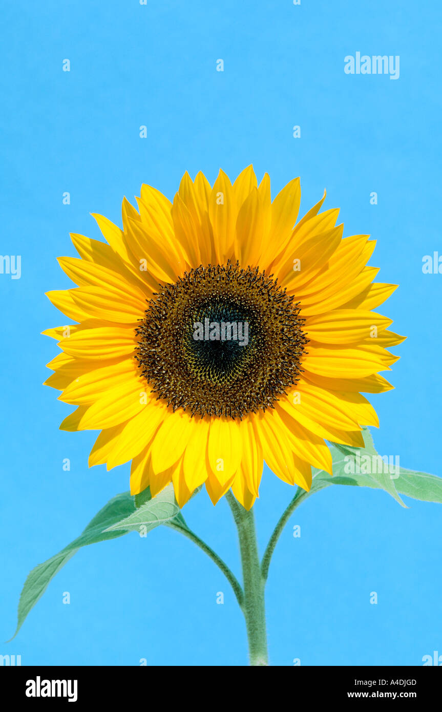 Sunflower, Helianthus annuus, detail showing larger outer ray florets and small central disc florets. Stock Photo