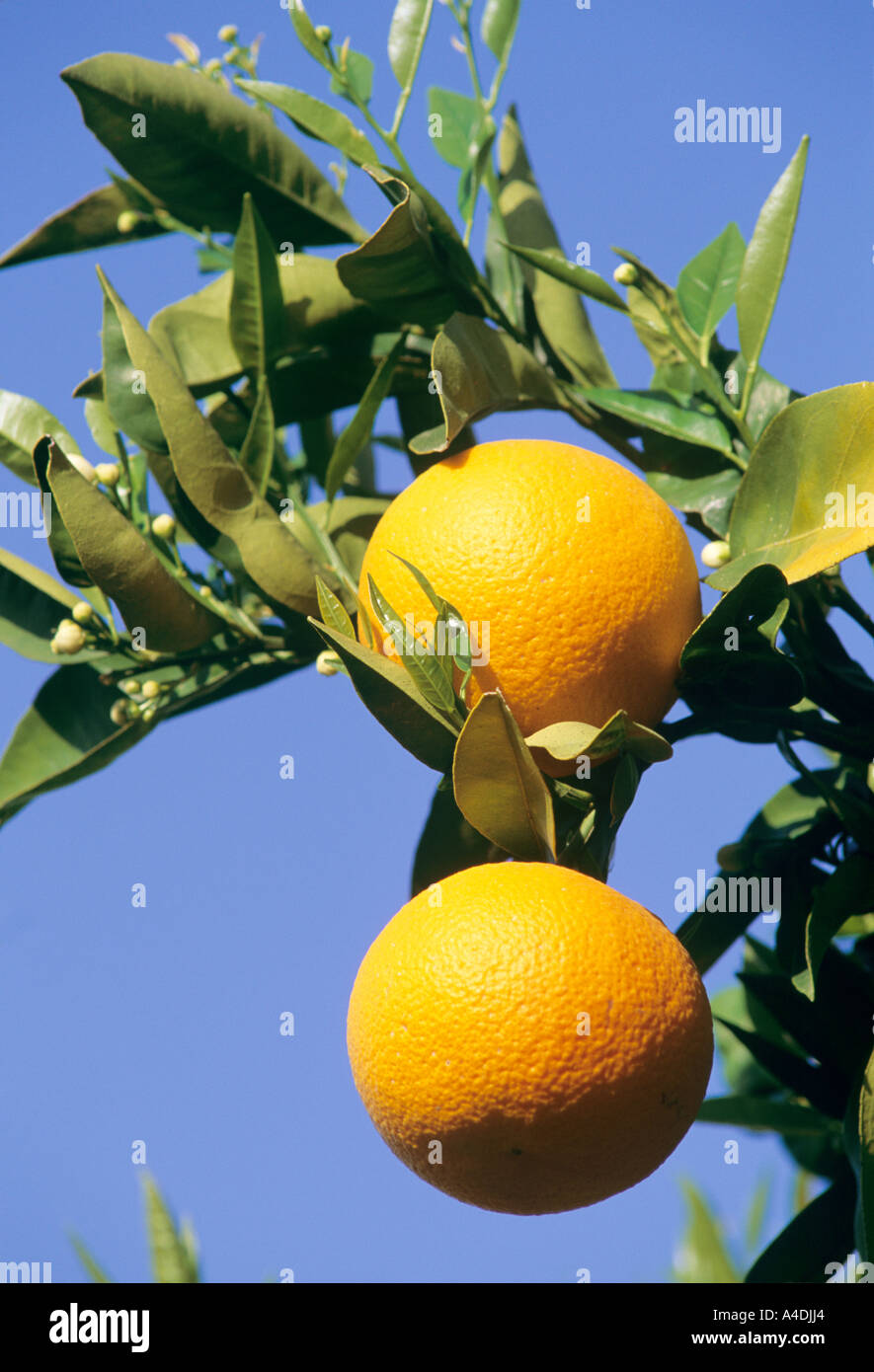 Oranges, Citrus aurantium, pulp from the fruit provides orange juice. Stock Photo