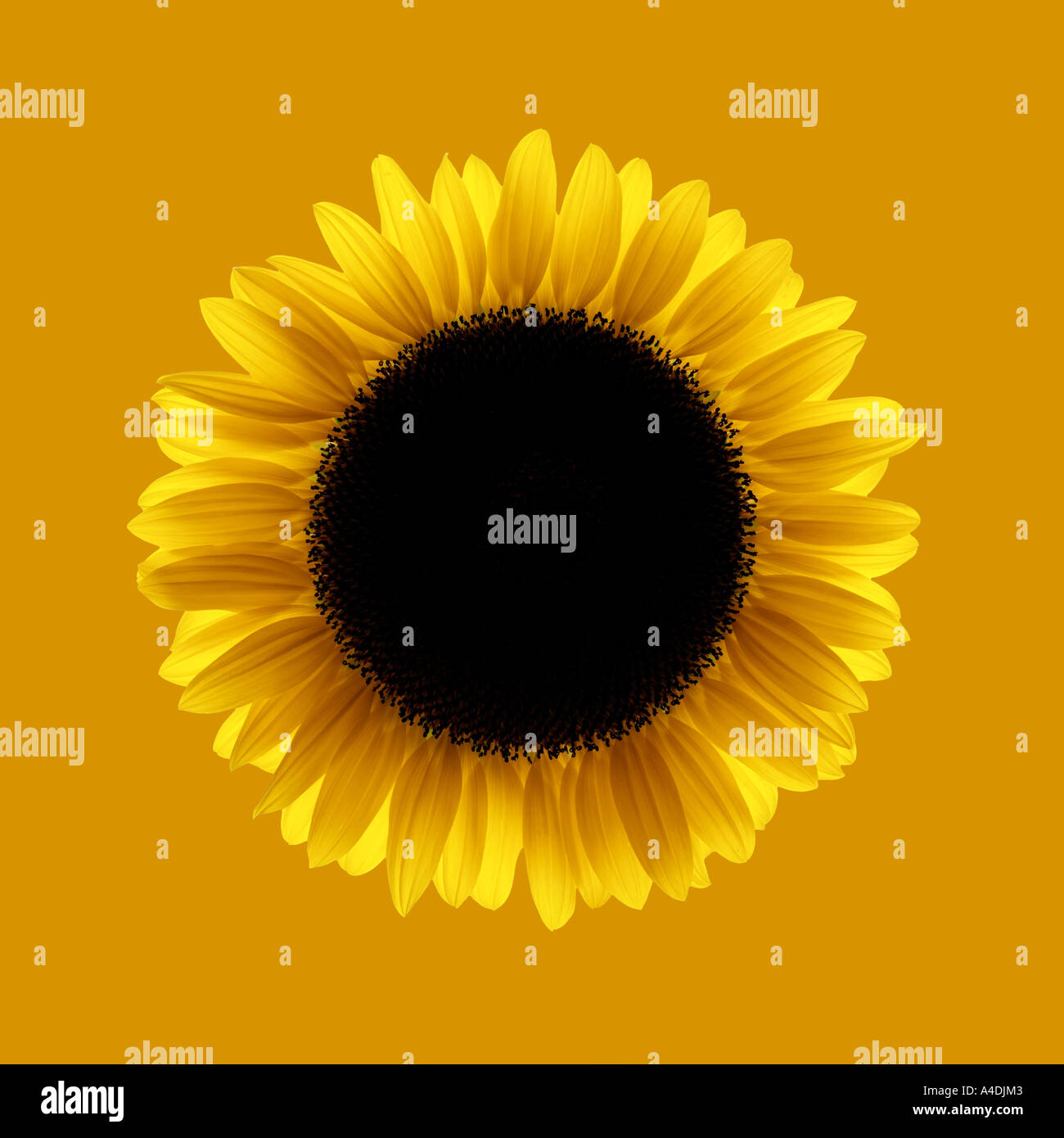 Sunflower, Helianthus annuus, detail showing larger outer ray florets and small central disc florets Stock Photo
