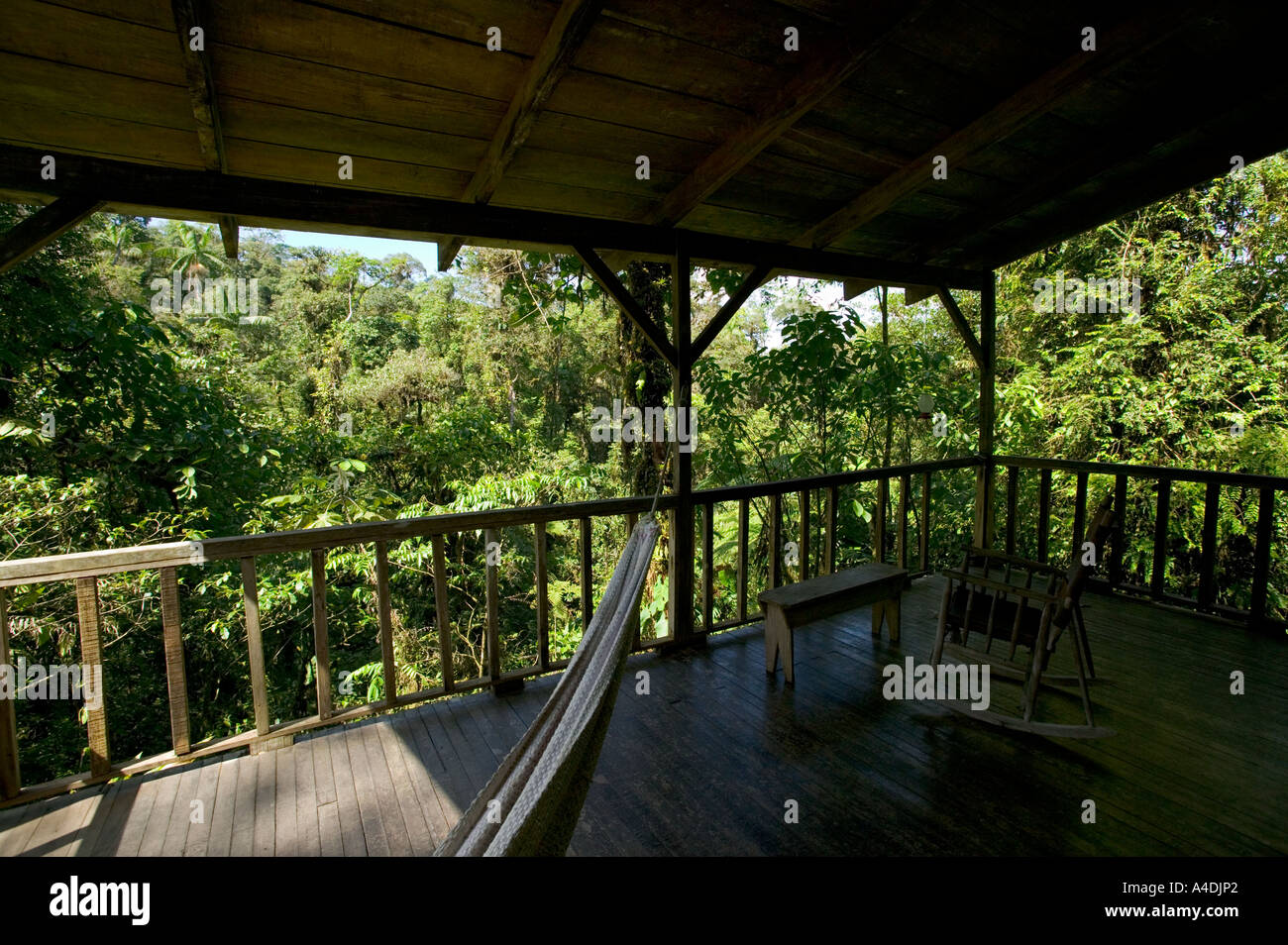 View of dense rainforest from balcony of Riveredge Cabin at Rara Avis, Valle Central & Highlands, Costa Rica Stock Photo