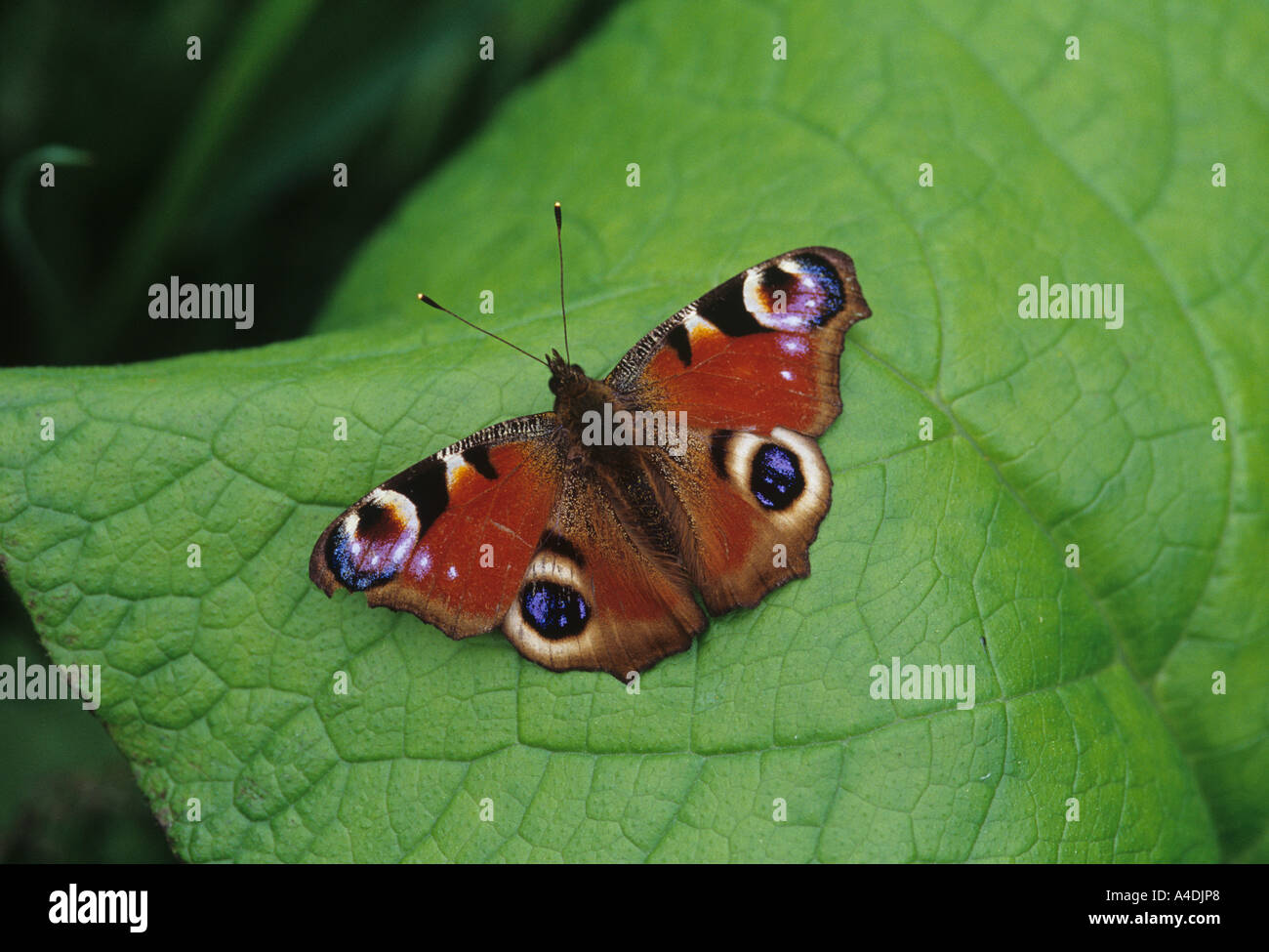 Peacock butterfly, Inachis io, resting on leaf. Stock Photo