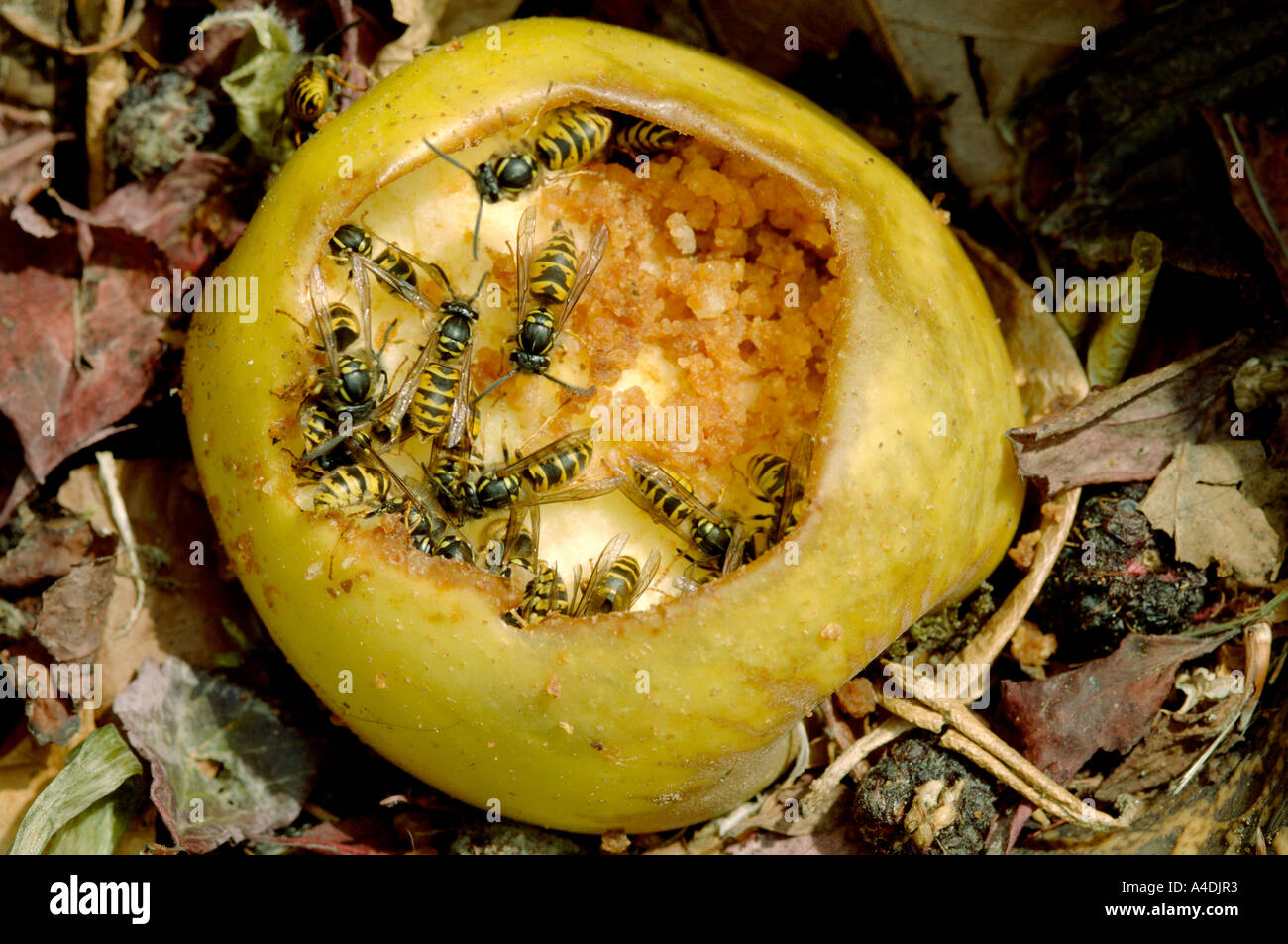Common wasps, Vespula vulgaris, feeding on apple on compost heap. Stock Photo