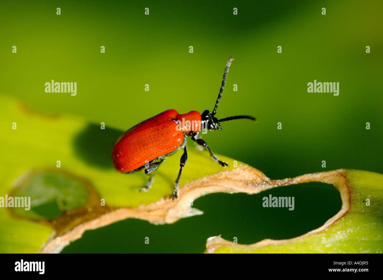 Lily beetles lilioceris lilii High Resolution Stock Photography and