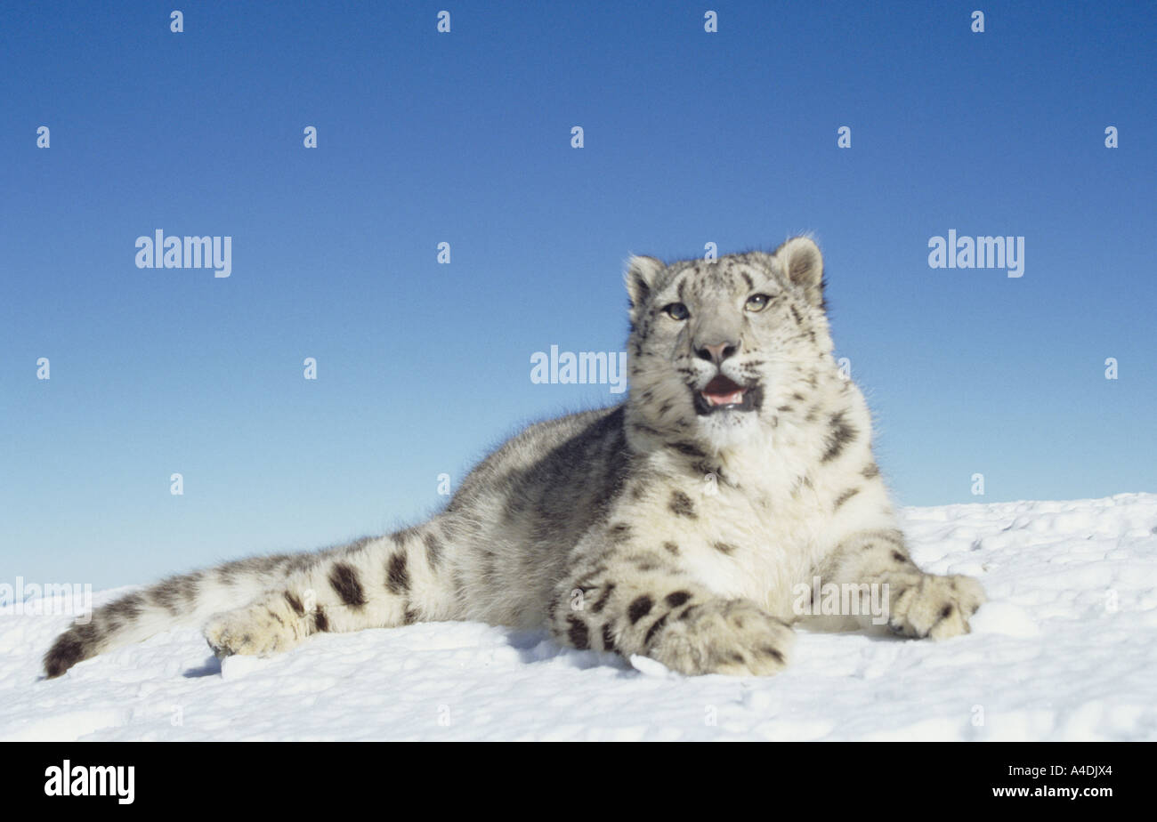 Snow leopard Panthera uncia lying down on snow Stock Photo - Alamy