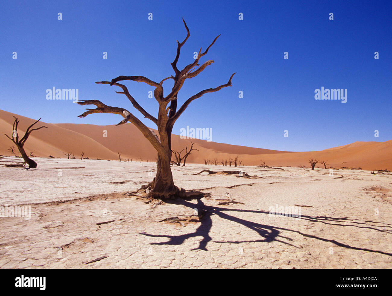 Dead Vlei, Sossusvlei, Namibia with dead camelthorn tree, Acacia erioloba. Stock Photo
