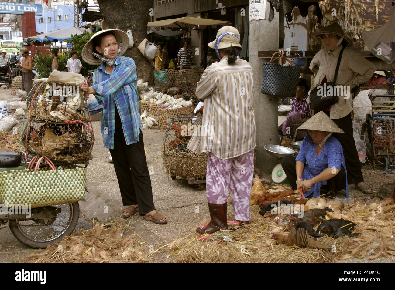 A poultry market woman with motorbike laden with chickens, Saigon, Vietnam Stock Photo