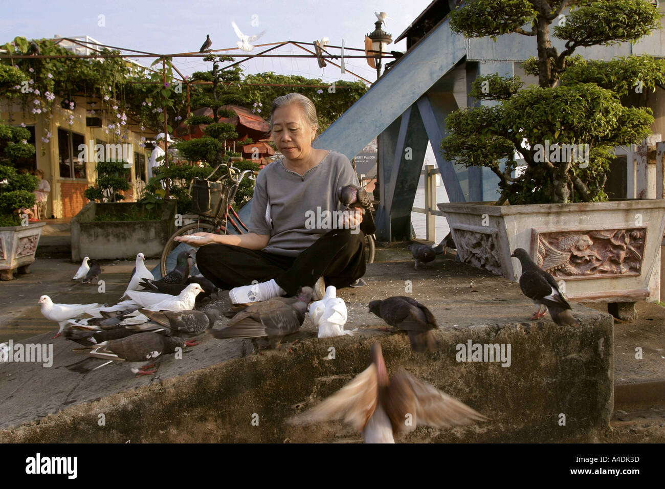 Feeding white pigeons in Mei Linh Square. Saigon, Vietnam Stock Photo
