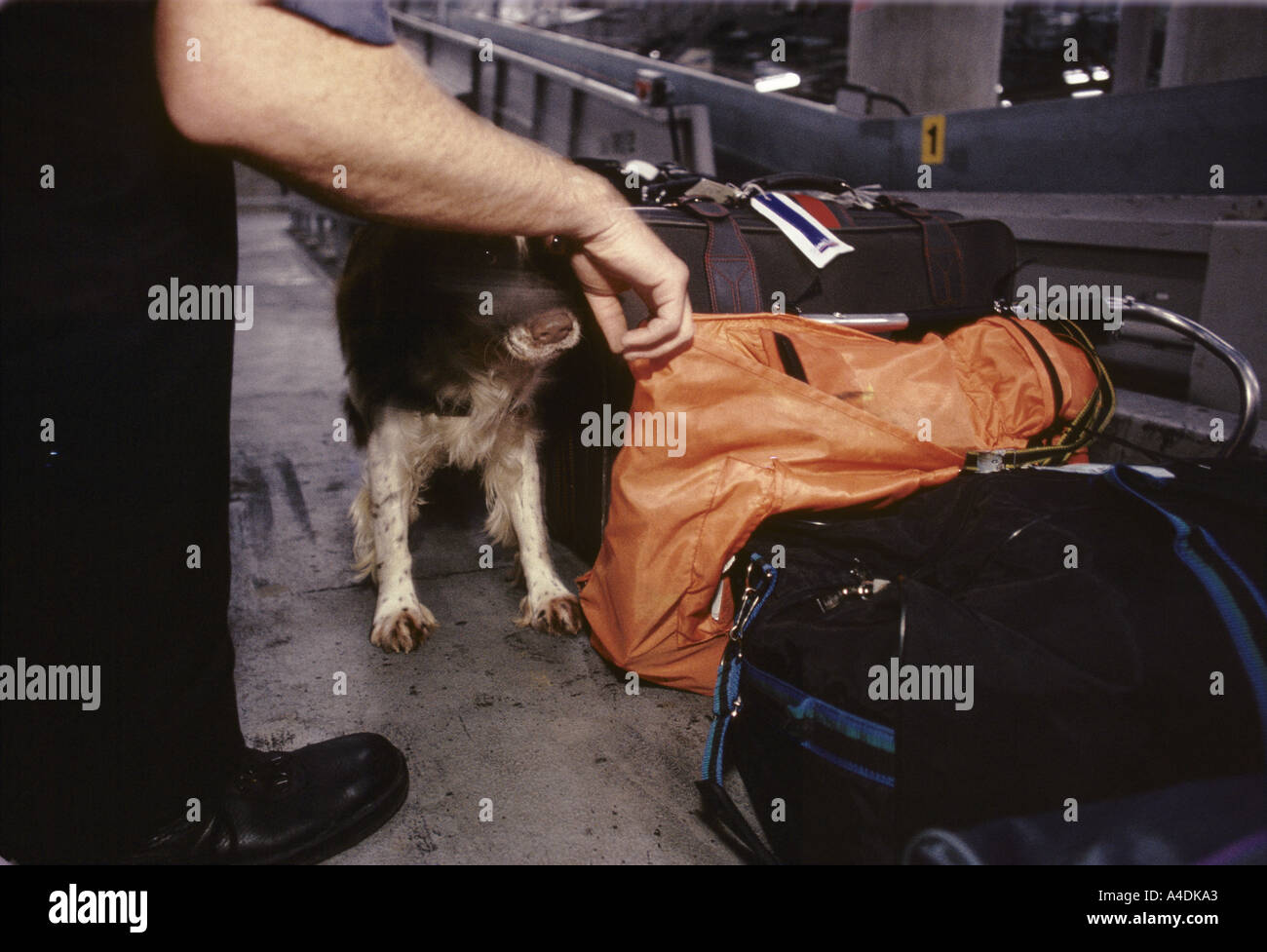 A Customs & Excise dog searching baggage at Stansted Airport