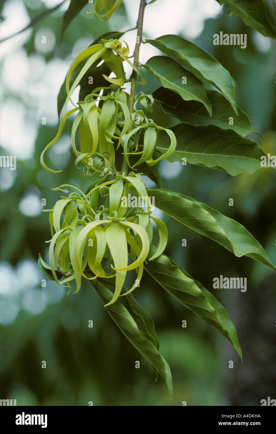 Ylang ylang flowers produce an aromatic scent Stock Photo Alamy