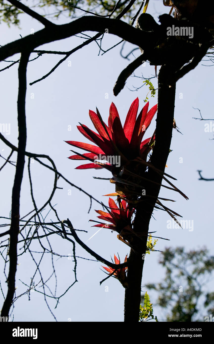 Bromeliads growing from hanging root in rainforest at Volcán Poás, Valle Central & Highlands, Costa Rica Stock Photo