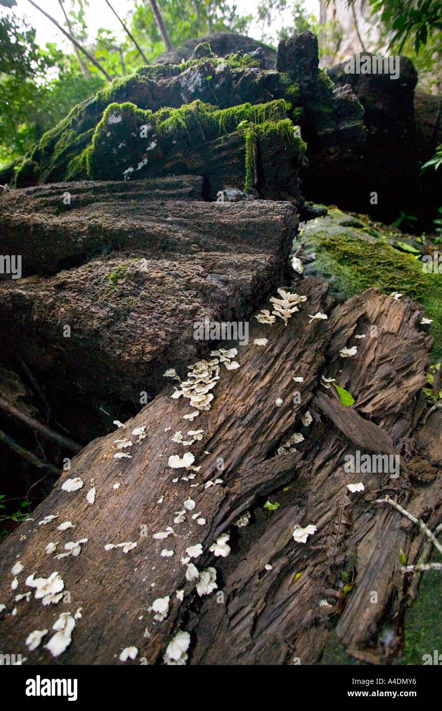 Funghi on rotten tree stump along Las Pailas trail at Rincón de la Vieja, Guanacaste, Costa Rica Stock Photo