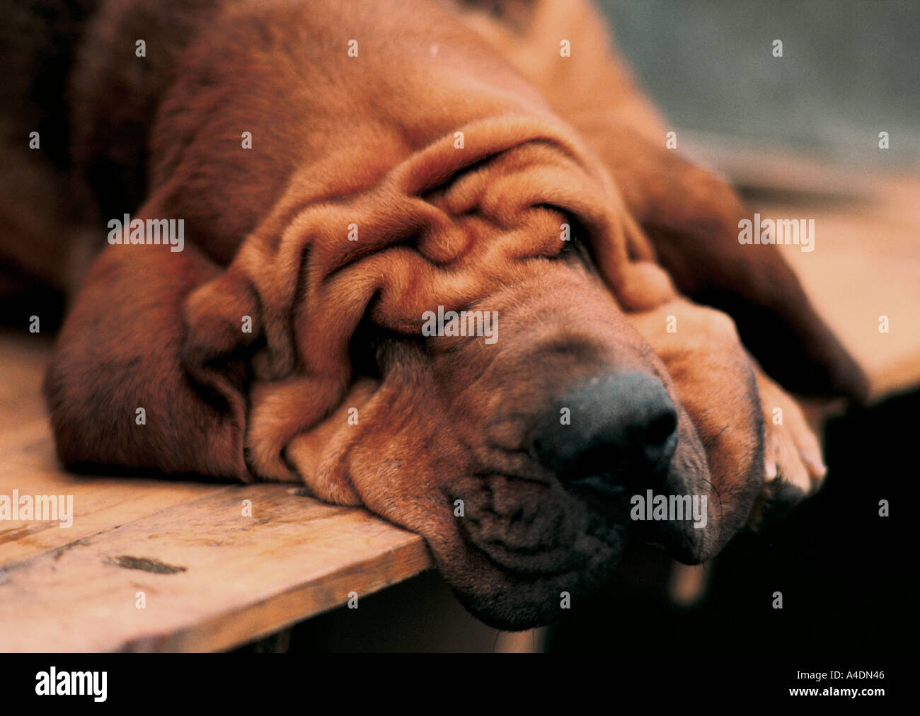 A portrait of a dog at the Bloodhound  Competition in Ascot, United Kingdom Stock Photo
