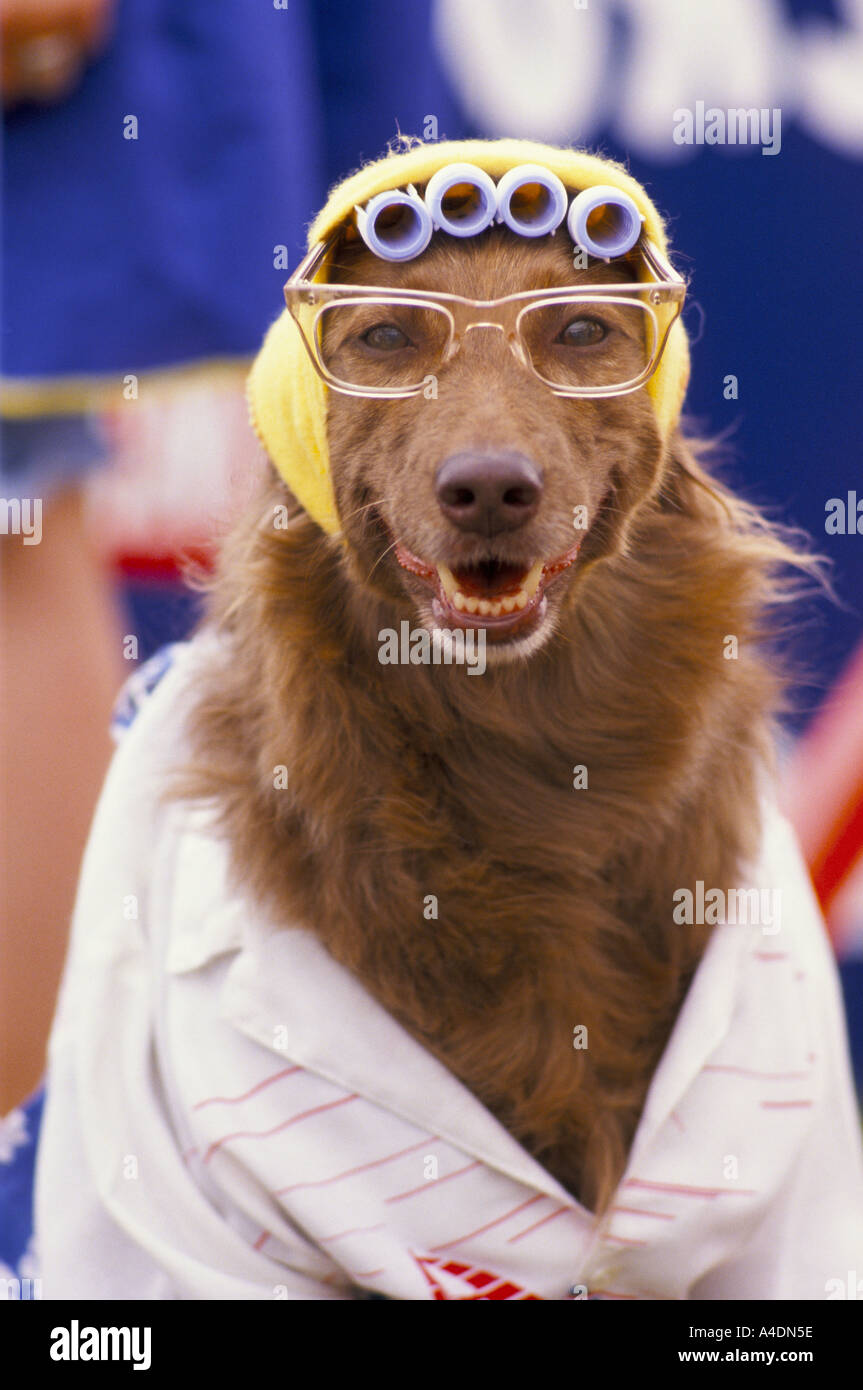 A portrait of a dog wearing glasses and hair-curlers at Scruffts Dog  Show ridiculing Crufts, UK Stock Photo