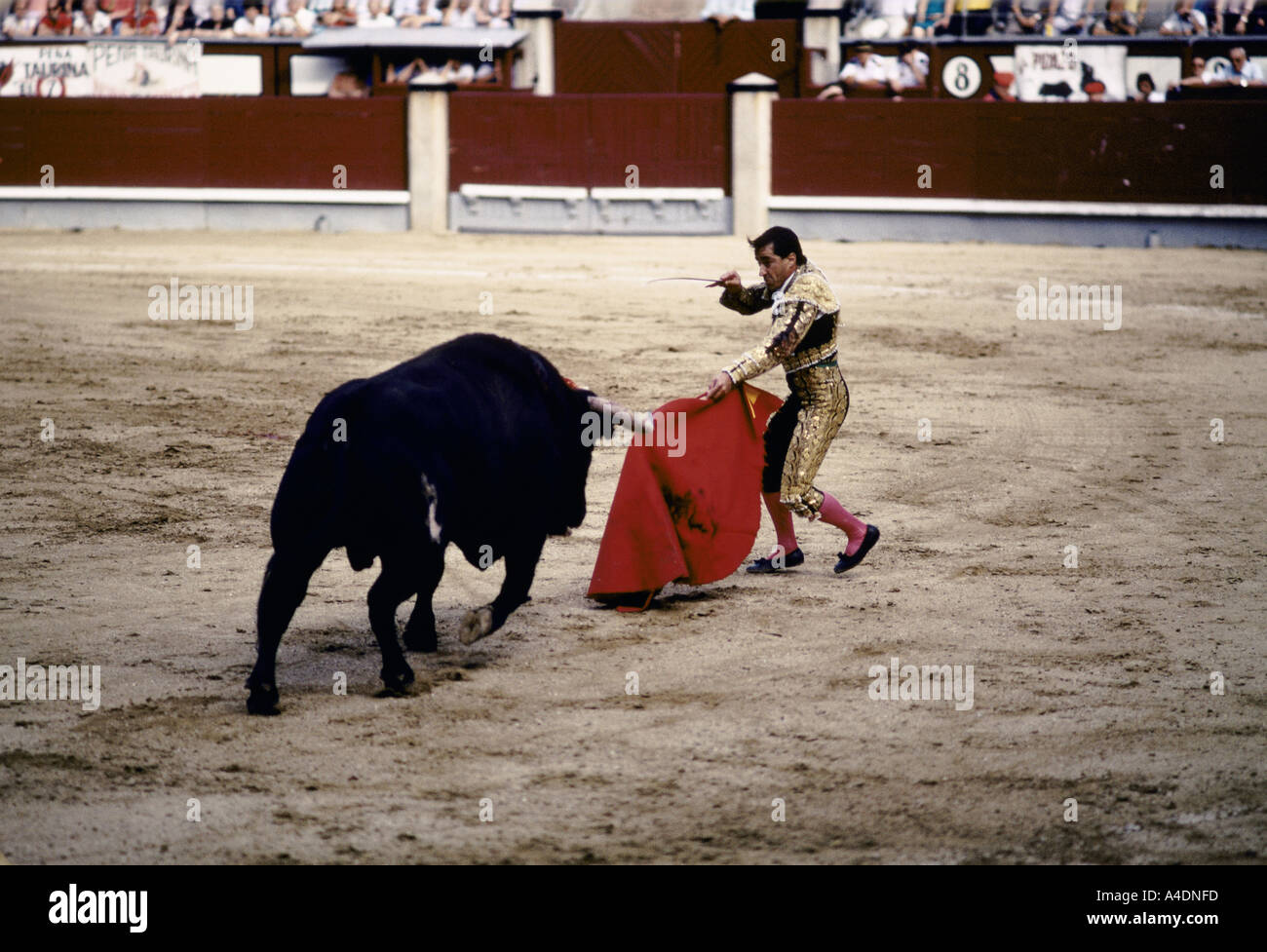 Matador Luis Fransisco Espis distracting a  charging bull using a red cape while aiming a  sword, Las Ventas, Madrid Stock Photo