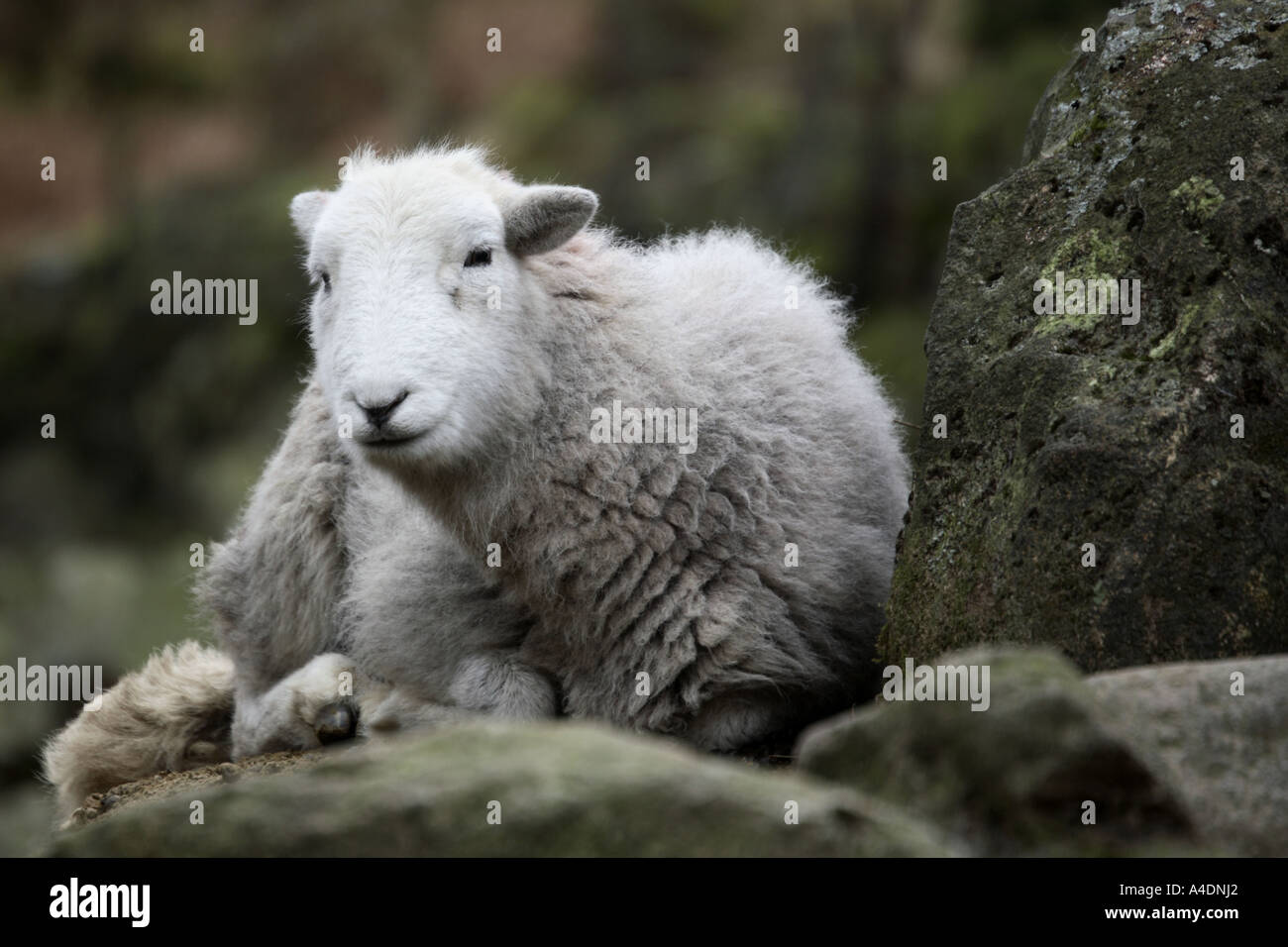 Sheep Lake District Cumbria Stock Photo