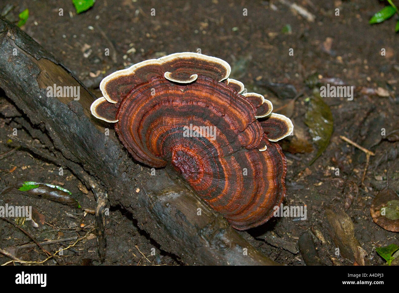 Funghi on tree root at Rincón de la Vieja, Guanacaste, Costa Rica Stock Photo