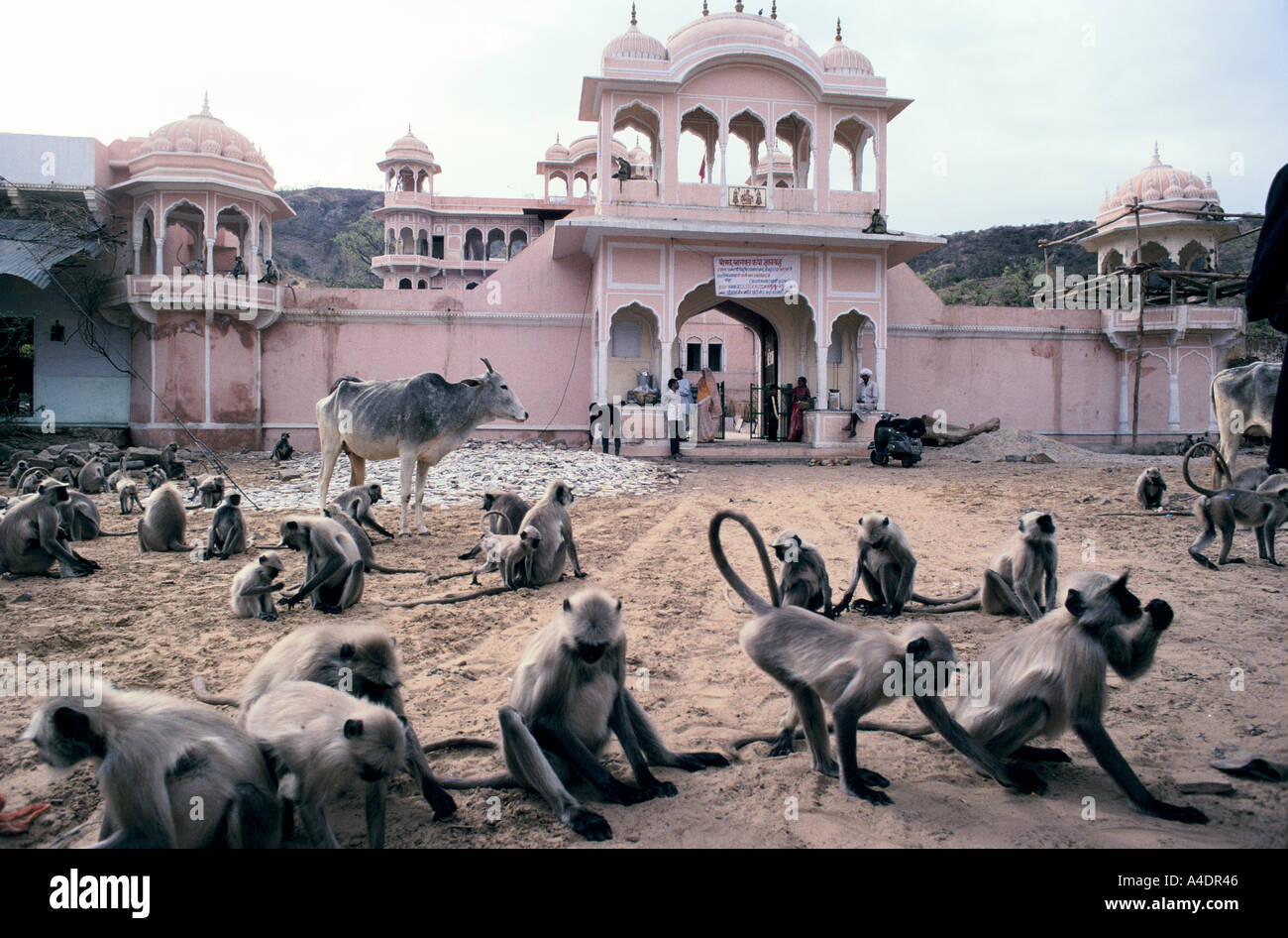 Jain mandir near me
