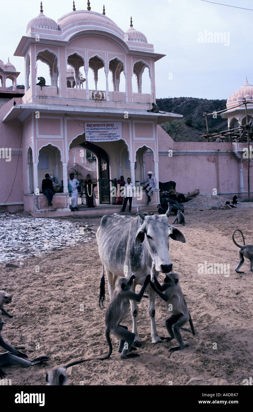 Hanuman Temple near Jaipur, India Stock Photo Alamy