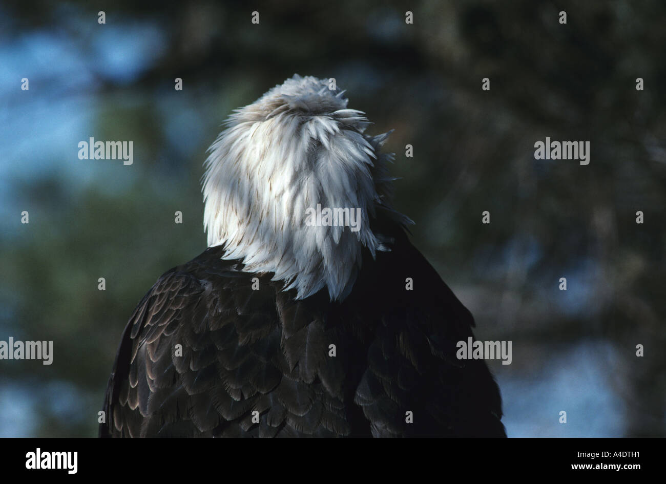 Portrait of bald eagle (back of head), Montana USA Stock Photo - Alamy
