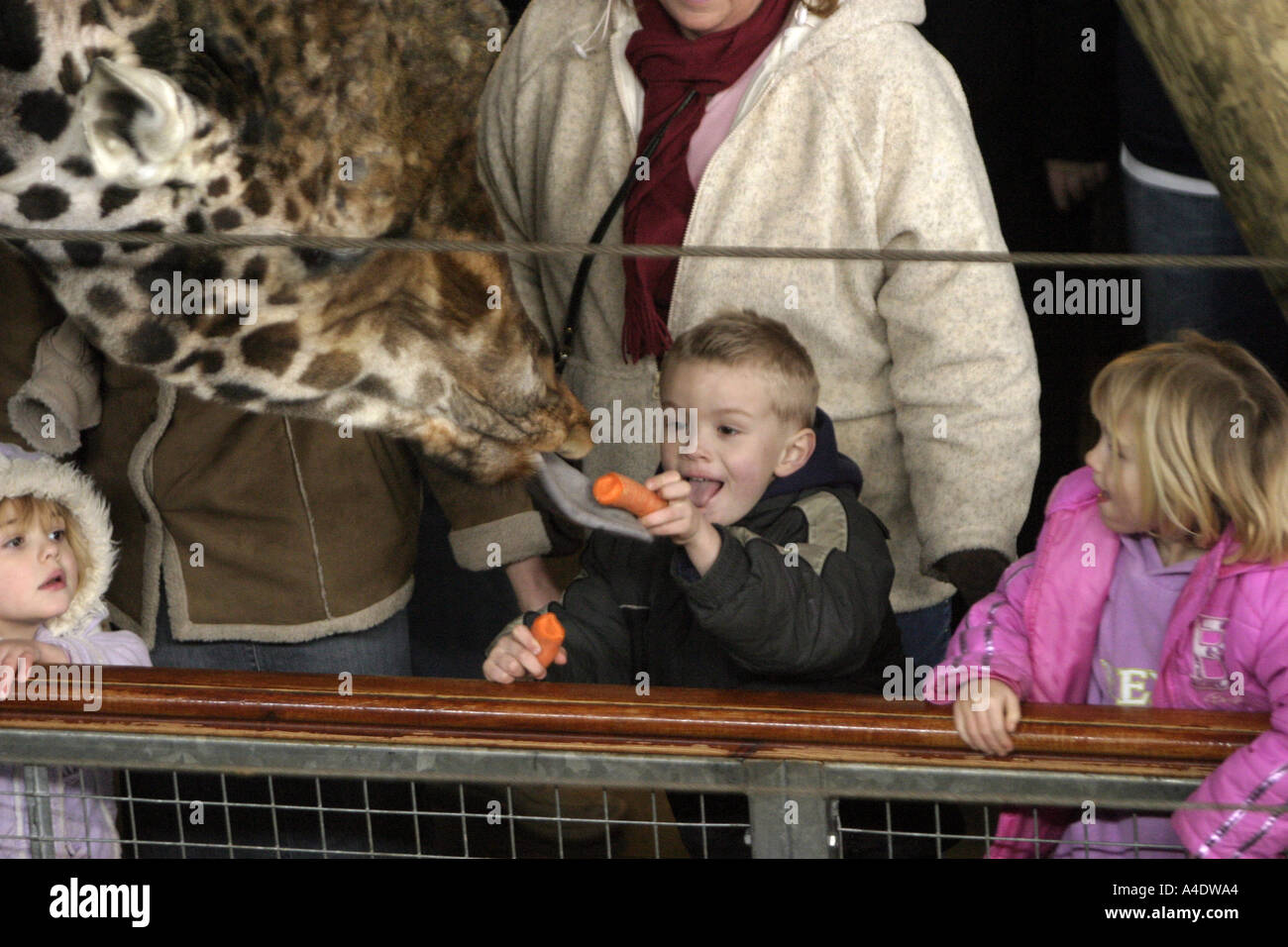 marwell zoo baby giraffe name