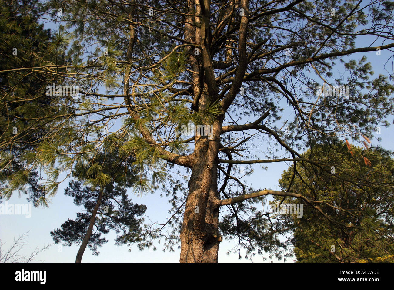 A pine tree at Bedgebury National Pinetum in Kent UK Stock Photo