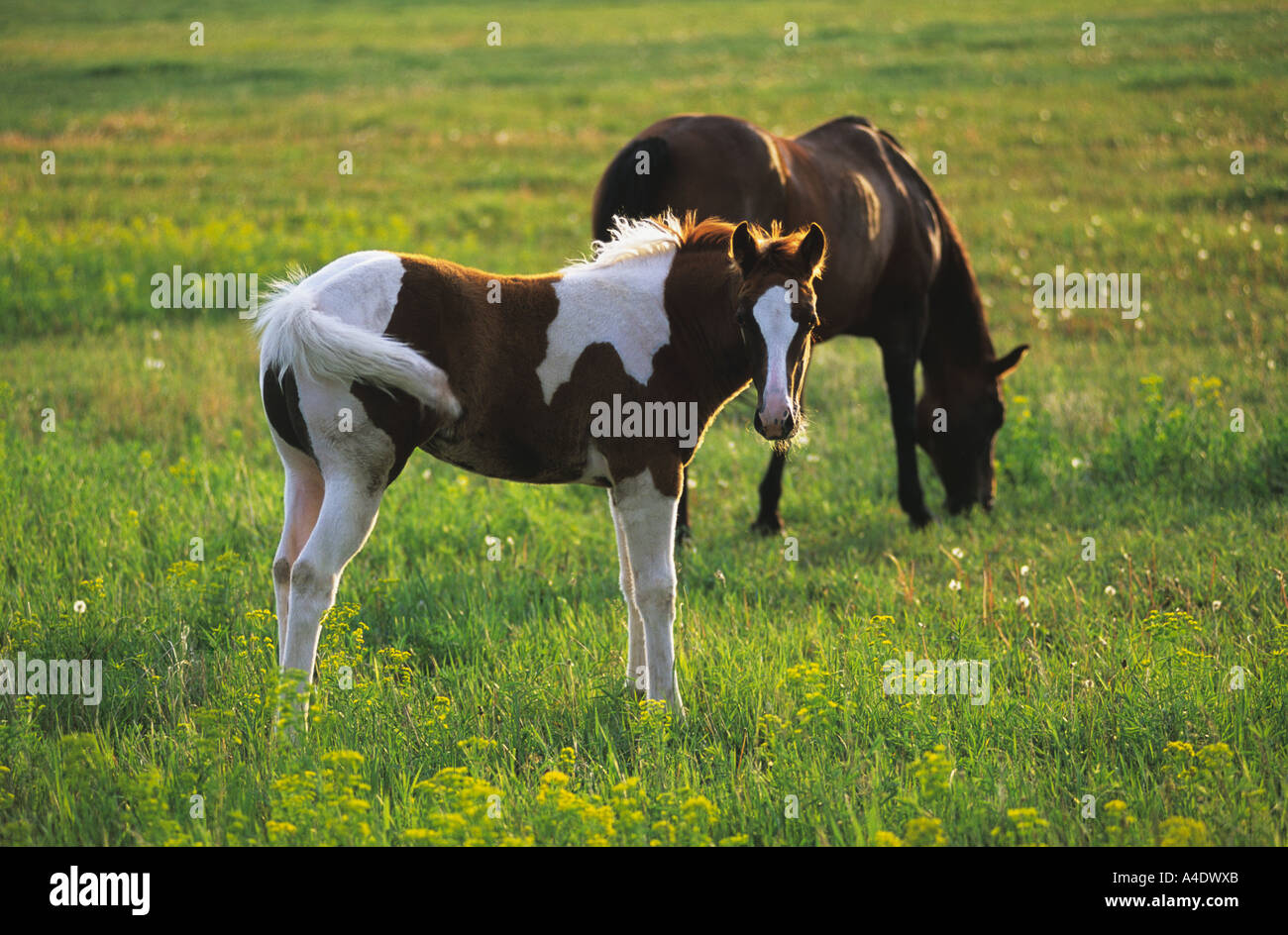 2 horses in a field near sunset, Montana, USA Stock Photo
