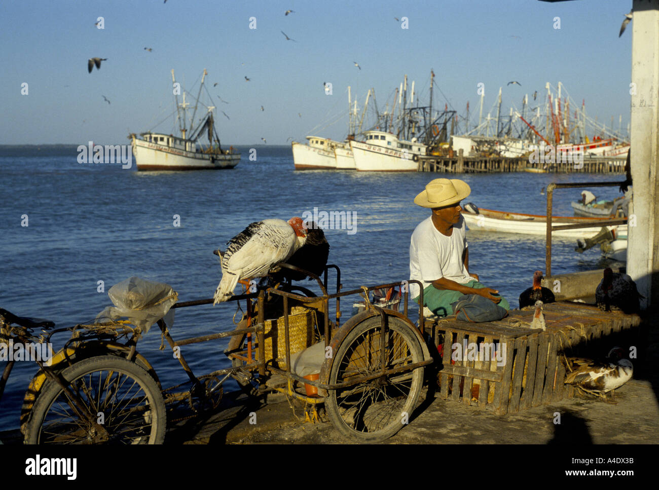 man selling fowls on the harbour mexico Stock Photo