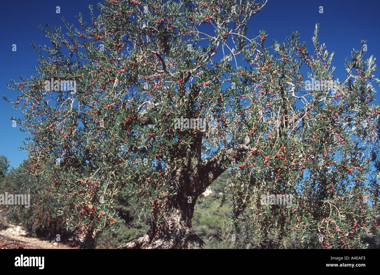 Olive tree Olea europaea Stock Photo - Alamy