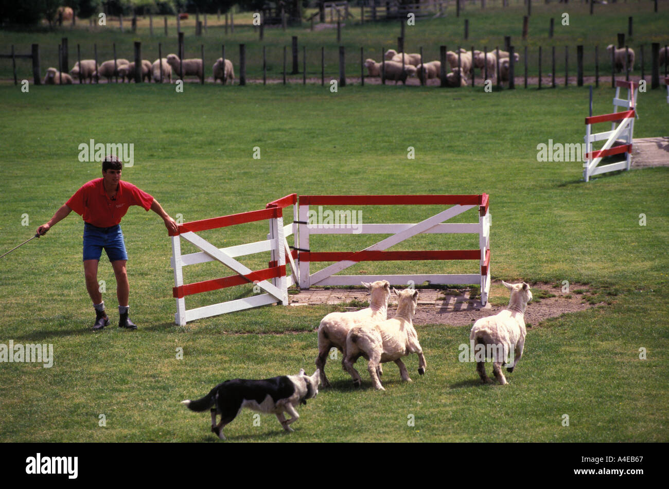 New Zealand Rotorua Rainbow Farm sheep dog herding demonstration Stock