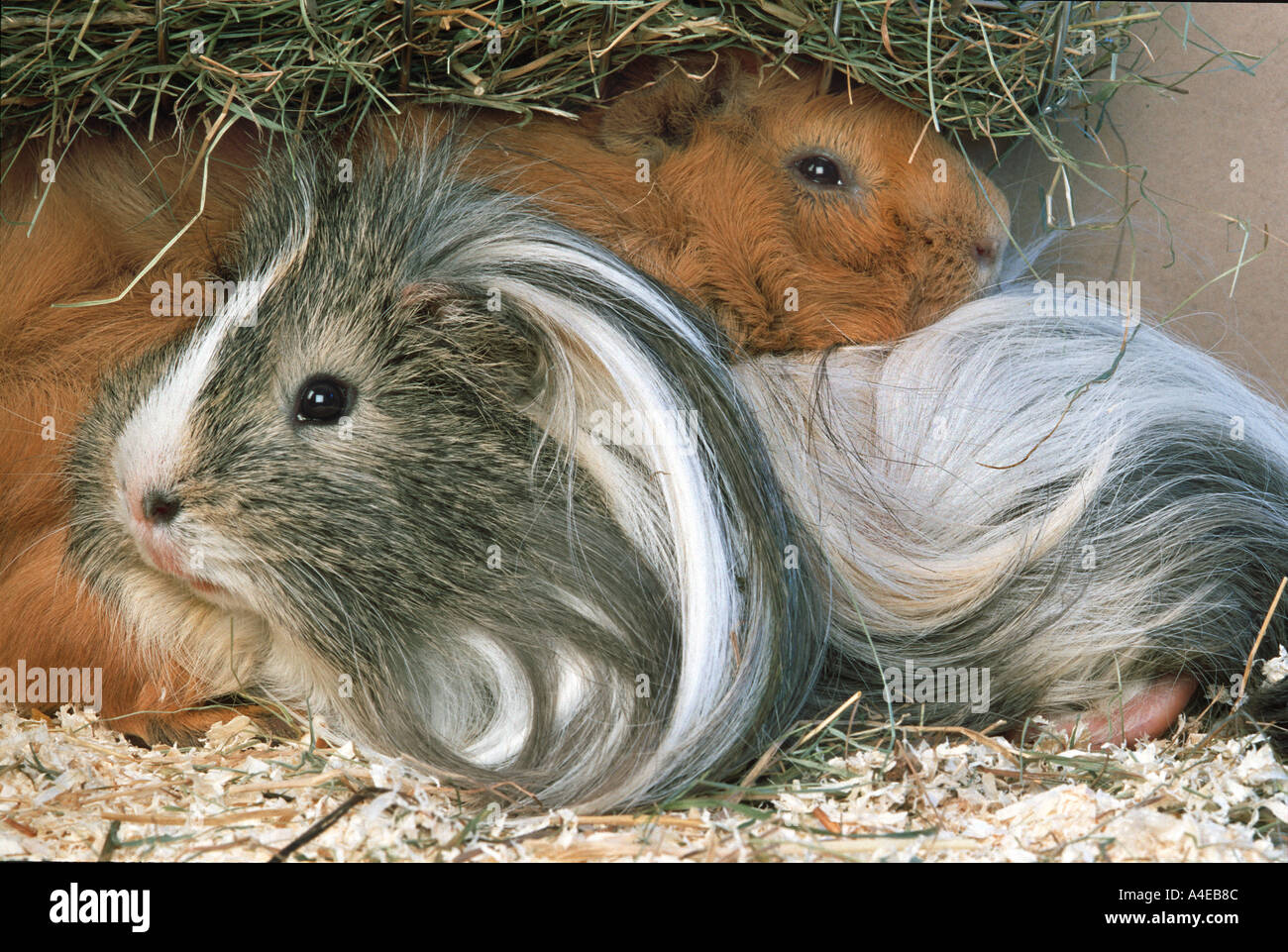 two 2 GUINEA PIG pair sleeping in the hay Stock Photo Alamy