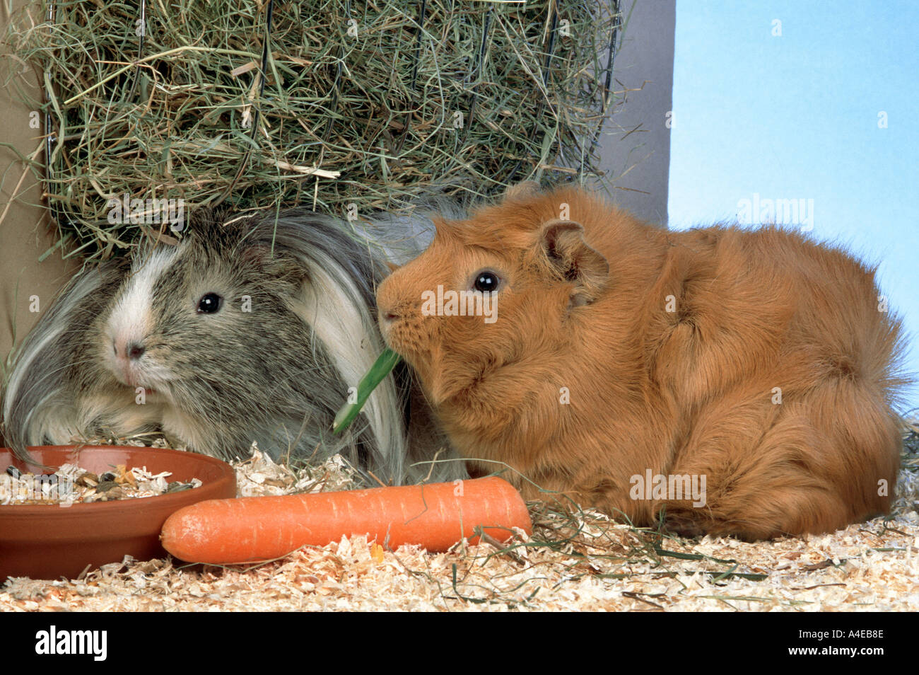 Guinea pig cheap carrots