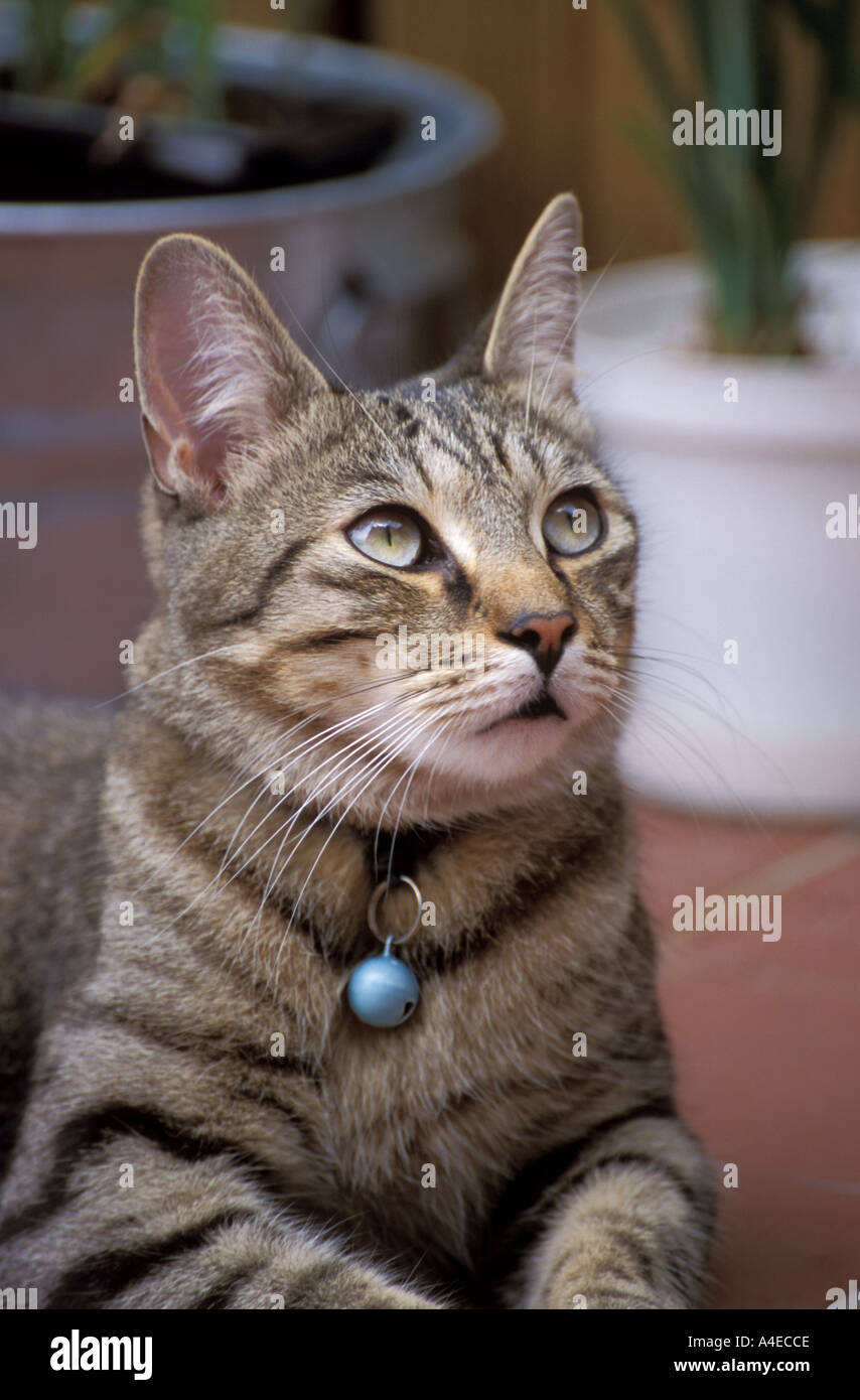 Cat New York City Stock Photo Alamy