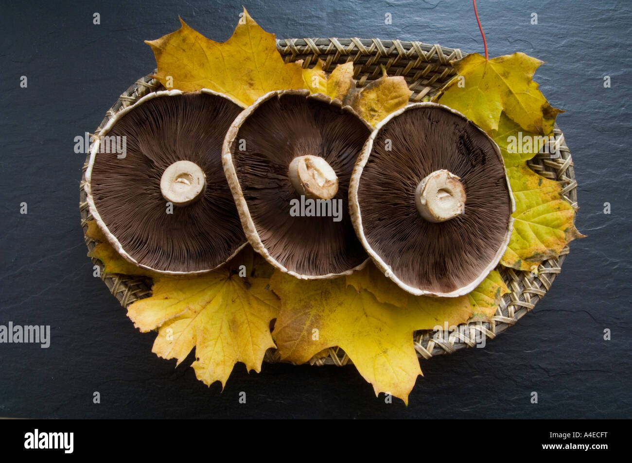 Three large flat organic mushrooms sitting on autumn leaves Stock Photo