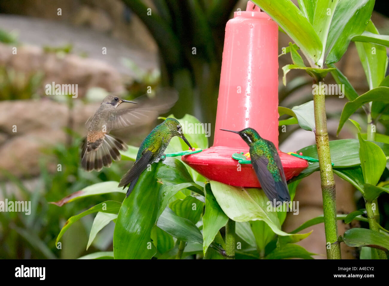 Hummingbird on feeder and in flight, La Paz Waterfall Gardens, Valle Central & Highlands, Costa Rica Stock Photo