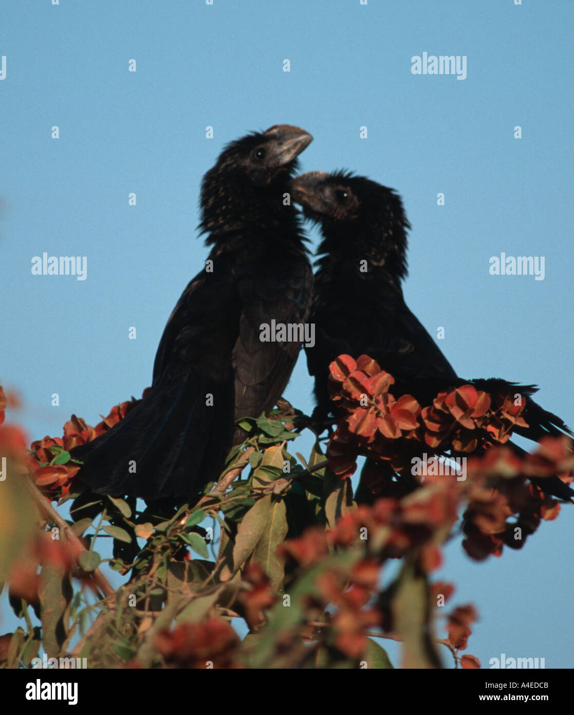 Groove billed Ani (Crotophaga sulcirostris), Northern Pantanal, Brazil Stock Photo